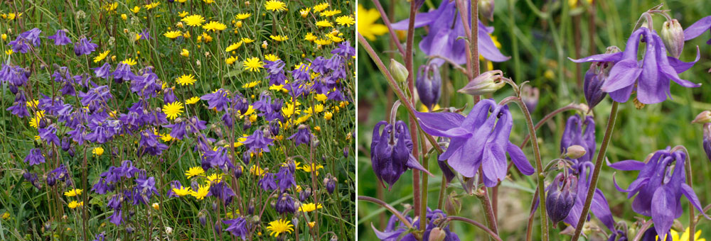 Fiche florale de l'Ancolie