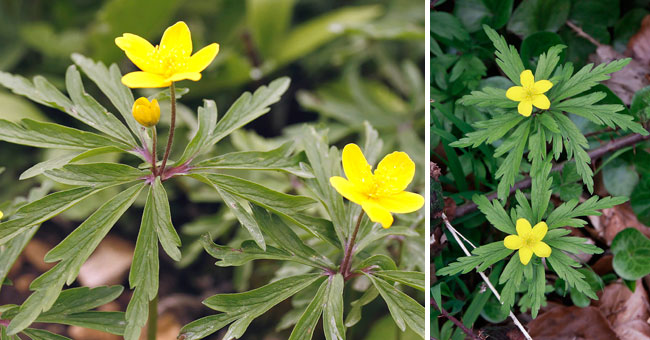 Fiche florale de l'Anmone fausse Renoncule