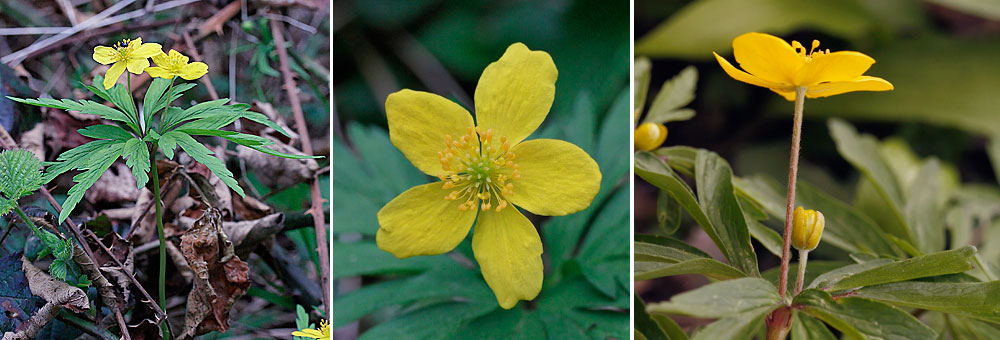 Fiche florale de l'Anmone fausse Renoncule