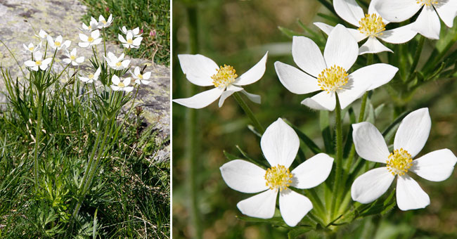 Fiche florale de l'Anmone  fleurs de Narcisse