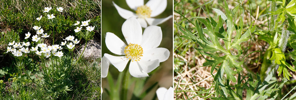 Fiche florale de l'Anmone  fleurs de Narcisse