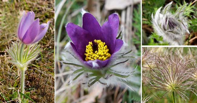 Fiche florale de l'Anmone pulsatille