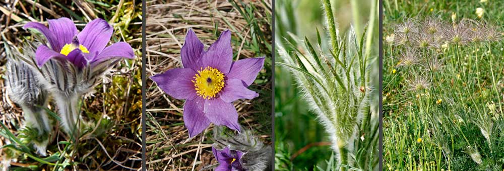 Fiche florale de l'Anmone pulsatille