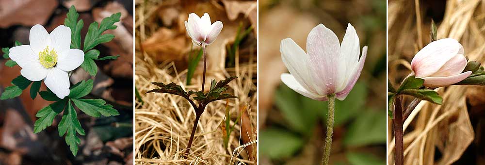 Fiche florale de l'Anmone sylvie