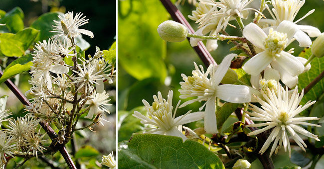 Fiche florale de la Clmatite des haies