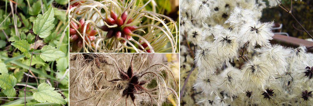 Fiche florale de la Clmatite des haies