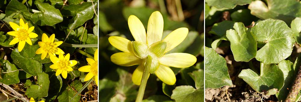 Fiche florale de la Renoncule ficaire