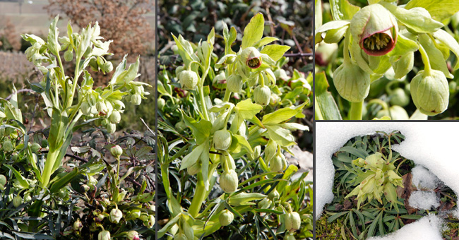 Fiche florale de l'Hellbore ftide