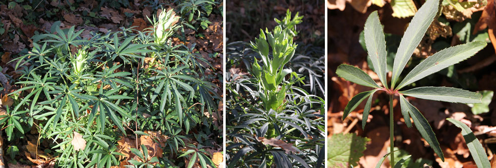 Fiche florale de l'Hellbore ftide