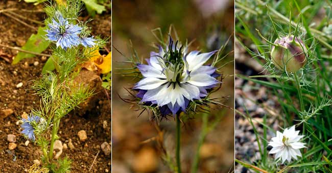 Fiche florale de la Nigelle de Damas