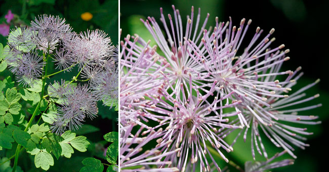 Fiche florale du Pigamon 