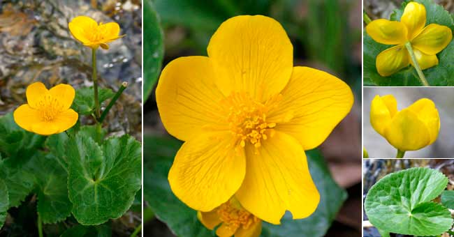 Fiche florale du Populage des marais