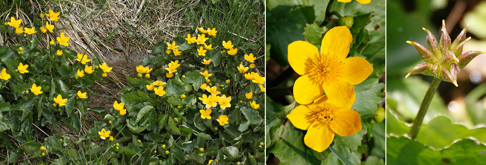 Fiche florale du Populage des marais