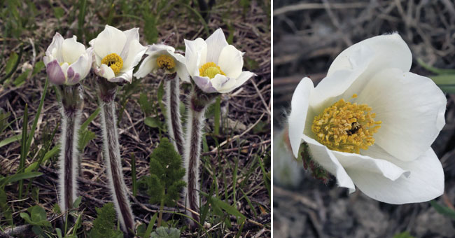 Fiche florale de la Pulsatille des Alpes