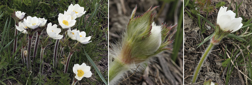 Fiche florale de la Pulsatille des Alpes