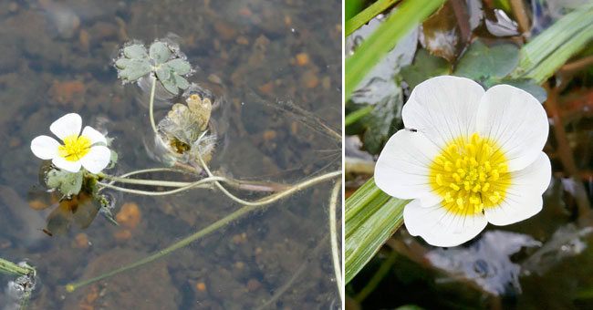 Fiche florale de la Renoncule d'eau