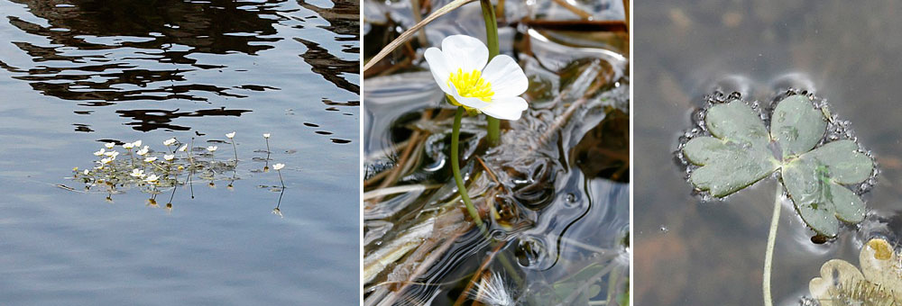 Fiche florale de la Renoncule d'eau