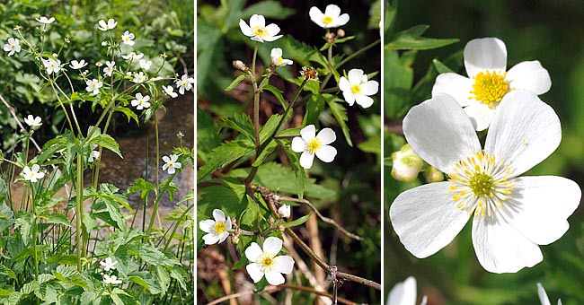 Fiche florale de la Renoncule  feuilles d'Aconit