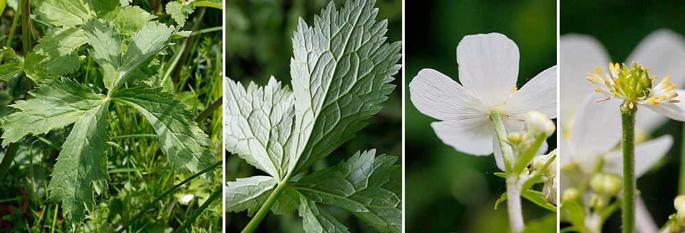 Renoncule  feuilles d'Aconit