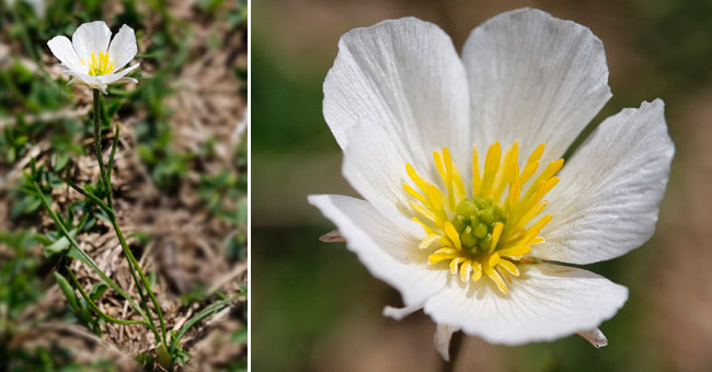 Fiche florale de la Renoncule des Pyrnes