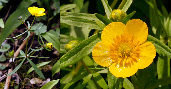 Fiche florale de la Renoncule tte d'or