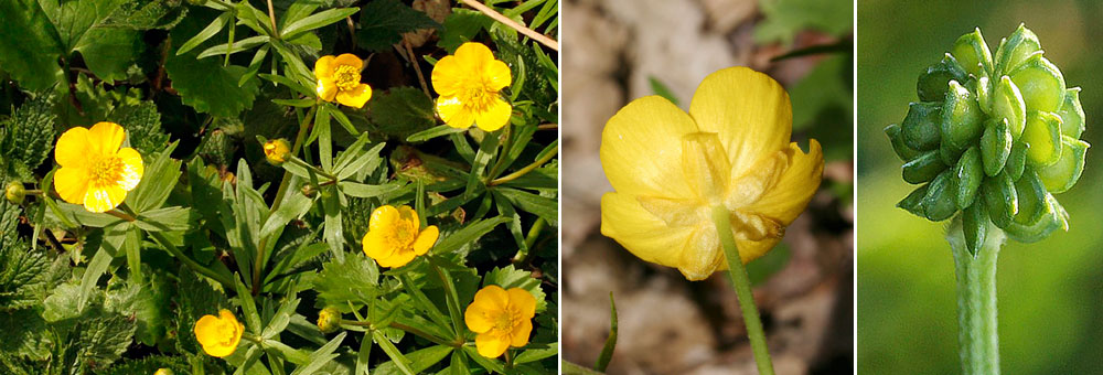 Fiche florale de la Renoncule tte d'or