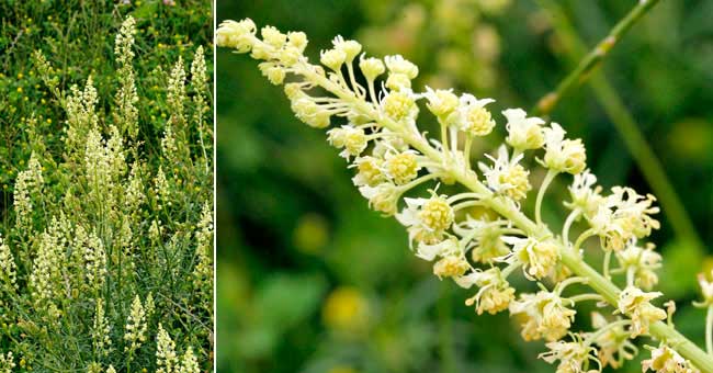 Fiche florale du Rsda jaune