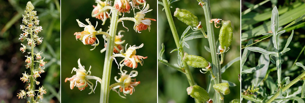 Fiche florale du Rsda jaune 