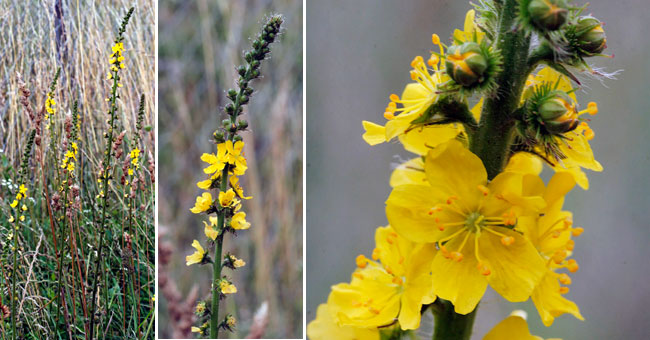 Fiche florale de l'Aigremoine eupiatoire