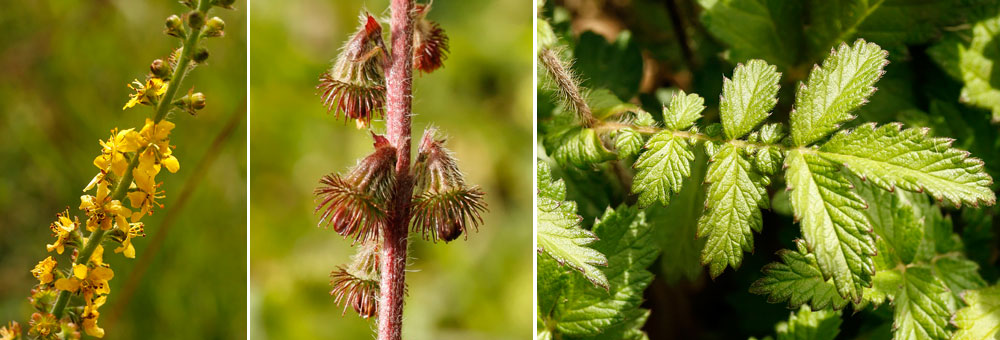 Fiche florale de l'Aigremoine eupiatoire