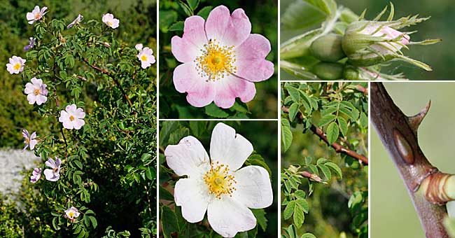 Fiche florale de l'Eglantie