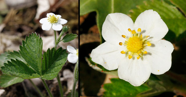 Fiche florale du Fraisier sauvage 