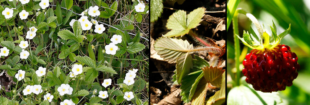 Fiche florale du Fraisier sauvage 