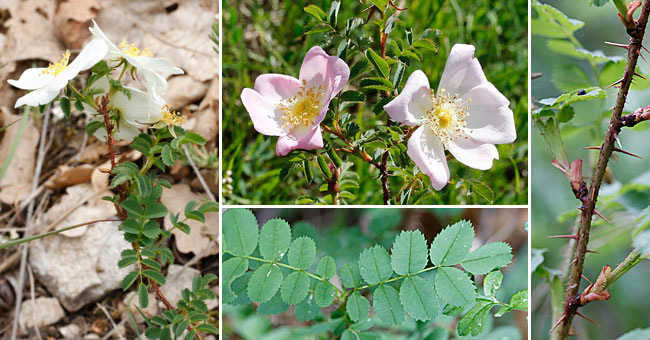 Fiche florale du Rosier pimprenelle