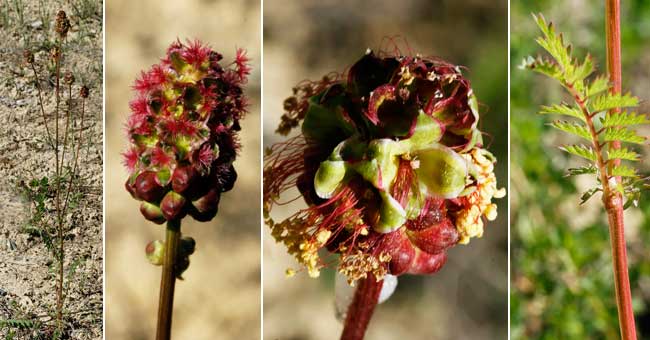 Fiche florale de la petite Pimprenelle