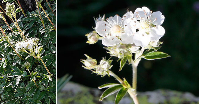 Fiche florale de la Potentille fausse Alchmille