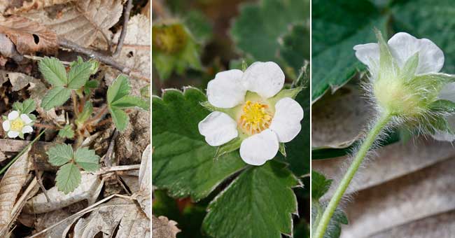 Fiche florale de la Potentille faux-fraisier