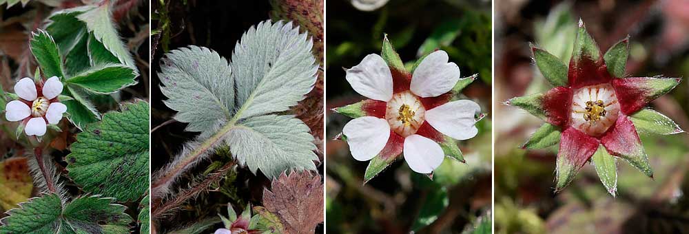 Potentille faux-fraisier