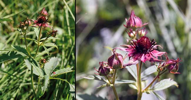 Fiche florale de la Potentille des marais