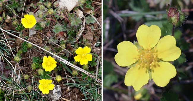 Fiche florale de la Potentille printanire