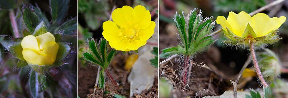 Fiche florale de la Potentille printanire