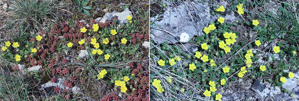 Fiche florale de la Potentille printanire