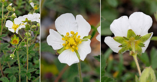 Fiche florale de la Potentille rupestre