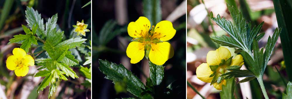 Fiche florale de la Tormentille