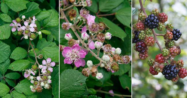 Fiche florale de la Ronce commune