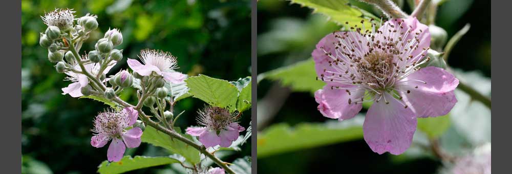 Fiche florale de la Ronce commune