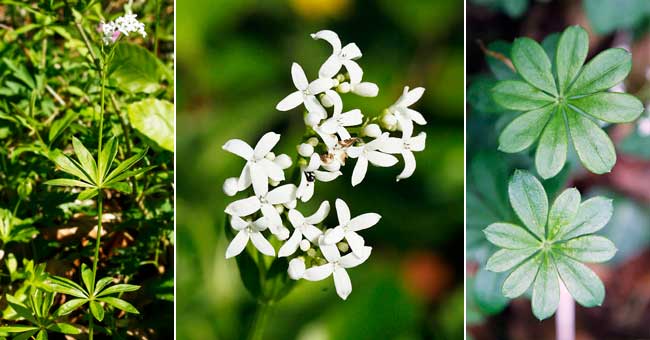 Fiche florale de l'Asprule odorante