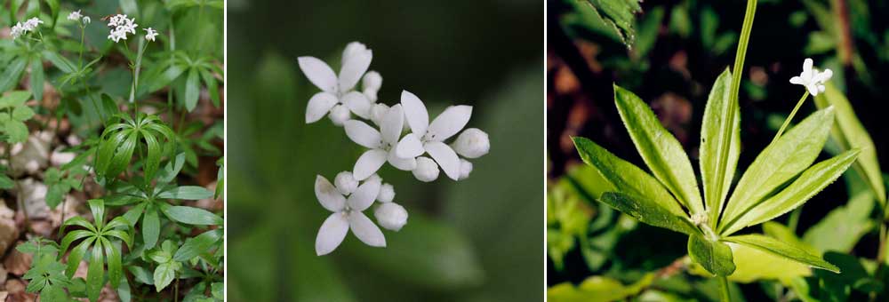 Fiche florale de l'Asprule odorante