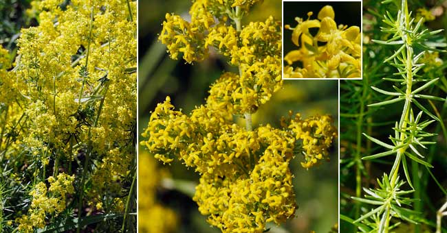 Fiche florale du Gaillet vrai