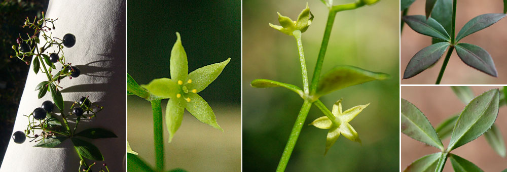 Fiche florale de la Garance voyageuse